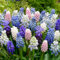 Bulbos de jacinto de uva-Plantas de jacinto-Un bulbo con múltiples flores-Rica fragancia-Fácil de plantar en el paisaje del jardín.-6 Bulbos-B