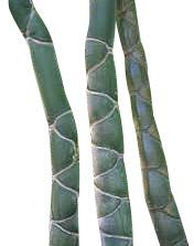 Riesen Bambus -Moso Bambus- 100 Samen *Winterhart, wächst über einem Meter im ersten Jahr *