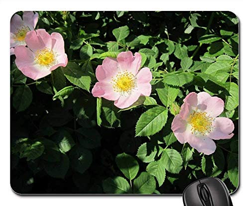 Gaming mouse pads,mouse mat,Rosa Canina Dog-Rose Wildflower Shrub Flora Botany