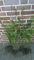 Douglasien 40-70cm 25st. Forstpflanzen Pseudotsuga menziesii viridis Douglasie NadelgehölzeWurzelware