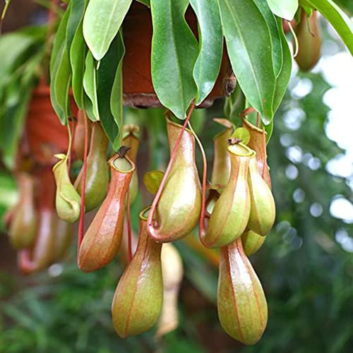 Saterkali Nepenthes-Samen, 200 Stück Nepenthes-Samen Gartenbalkon Terrasse Topfbonsai fleischfressende Pflanzen Nepenthes-Samen