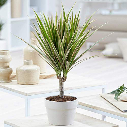 Madagascar Dragon Tree - Tropical Draceana in 13cm Pot Ideal for Home or Office