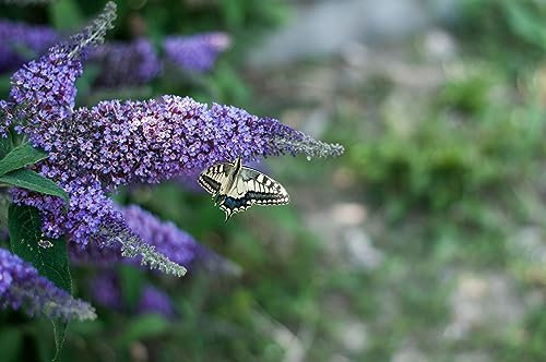 3 x Sommerflieder Empire Blue 40–60 cm im Topf | Buddleja davidii Flieder | Blühender Schmetterlingsstrauch winterhart & bienenfreundlich | sofort pflanzbar