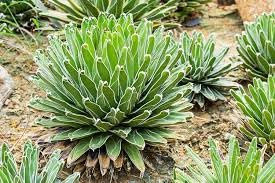 Neue frische 100 Stück Agave Victoriae Pflanzensamen