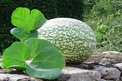 10 semi - squalo Squash/Melone, Gom Semi bo - AKA, Malabar Zucca, Melone Sieben Jahre