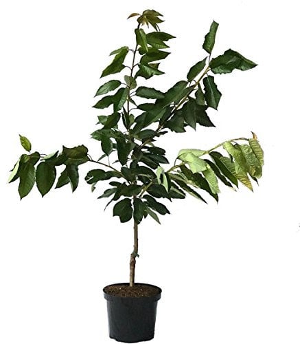 Lapins selbstfruchtbare Süßkirsche Kirschbaum Buschbaum 110-140 cm 10 Liter Topf Unterlage: F12/I