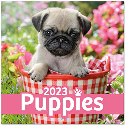 Grupo Erik Wandkalender 2023, Dogs Simon K. & Greg C Wandkalender, Kalender zum Aufhängen, Kalender 2023 Wandkalender, Familienkalender 2023, offizielle Lizenz, FSC zertifiziert