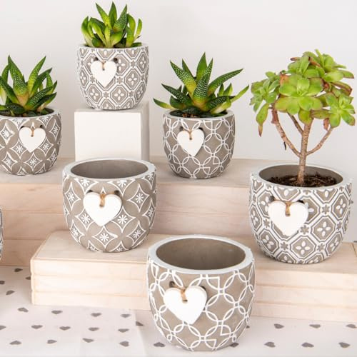 Doni Bomboniere Prima 6PZ Vasi in Terracotta con Diverse Vaso Romantiche Pensierini Piante Comunione Santa Cresima Matrimonio Anniversario Grasse Decorazioni E Cuoricino Bianco Idee Regalo Complete