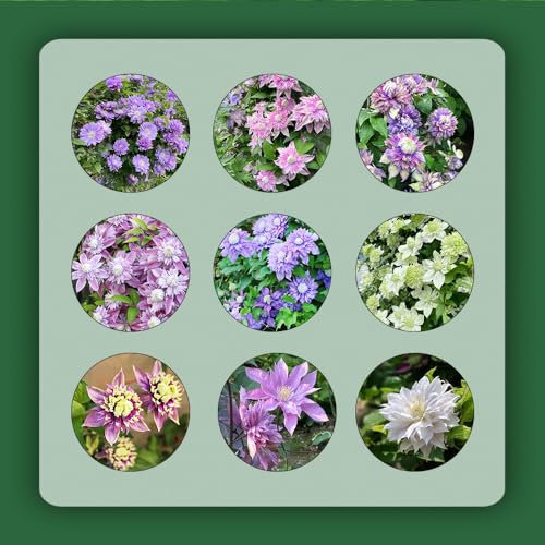 6 pcs clematis winterhart zwiebeln - gewächshaus balkon blumendeko knollen blumen,Clematis florida, kräutergarten balkonpflanzen winterhart deko pflanzen topfpflanzen draußen winterhart