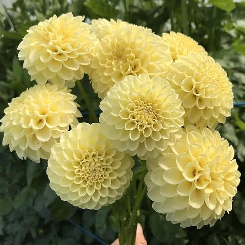 Dahlienzwiebel,Winterhart Mehrjährig,Eine Zwiebelpflanze Mit ，Leuchtend Und Attraktiv,Langer BlüTezeit, Dahlien-Pompons,GroßEn BlüTen, Dahlien Knollen Winterhart-10zwiebeln-C