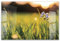 timalo Küchenbild aus Acrylglas modernes Wandbild Glasbild Deko Küche XXL Acryl-Bild wie Glas | 60x40cm Wiese Blumen Natur, grünes Gras