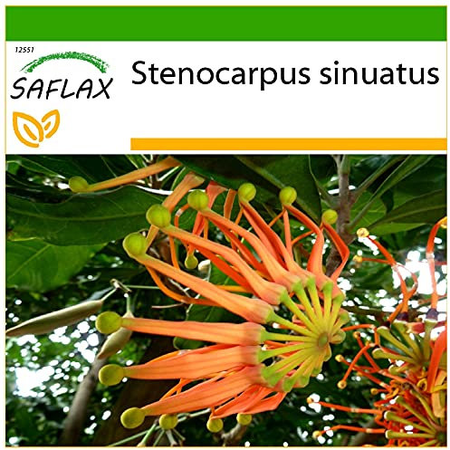 SAFLAX - Árbol de ruedas de fuego - 20 semillas - Con sustrato estéril para cultivo - Stenocarpus sinuatis