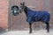 time4horses 1200Denir High Neck 200g Pferdedecke Winterdecke Paddockdecke Stalldecke Weidedecke Rug (145 cm)