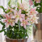 4 Stück lilien zwiebeln rosa - Seltene Pflanzen serie - winterfeste pflanzen für balkon blumen zimmerpflanze balkonpflanzen garten geschenk indoor garten blumenzwiebeln mehrjährig winterhart