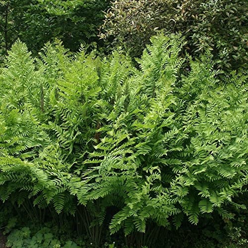 Plant Theory 2L Pot Royal Fern Osmunda Regalis Hardy Outdoor Ferns Jungle Plant Trunks