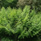 Plant Theory 2L Pot Royal Fern Osmunda Regalis Hardy Outdoor Ferns Jungle Plant Trunks