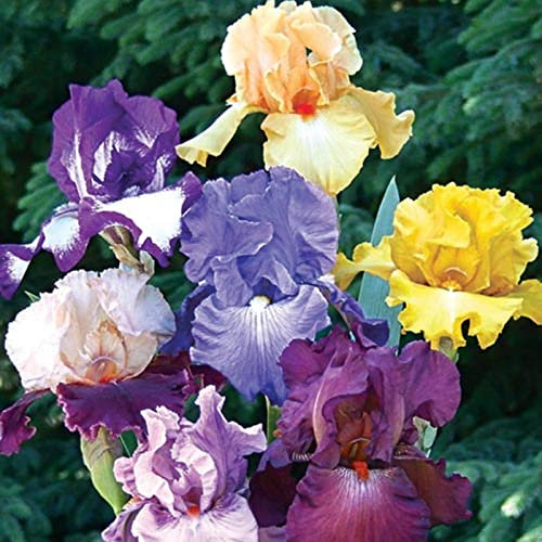 Iris Zwiebeln, Einfach Zu ZüChten, Pflanzen, Winterhart Iriszwiebeln Bringen Langanhaltende Farbe In Den Garten. Winterhart Pflanzen, Winterhart Zwiebeln Die BlüTen Sind Groß, 6zwiebeln-c