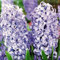 Hyazinthen zwiebeln.Immergrüne, winterharte Staude. Hyazinthen zwiebeln winterharth.Mehrjährige Blumen.Hazinthen rhizome.-2 zwiebeln-E