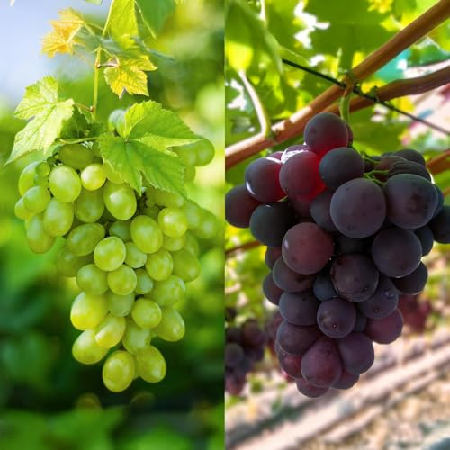 Weinrebe – Vitis vinifera Vanessa & Himrod – Kernlose lila & weiße Trauben – 2 Pflanzen – Obstpflanze – 15cm – Höhe 50cm