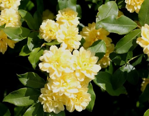 Gardenaria Rosa Banksiae Lutea Plena Rampicante da Giardino, Fiori Gialli Doppi, Senza Spine, 90/100 cm, Vaso 19