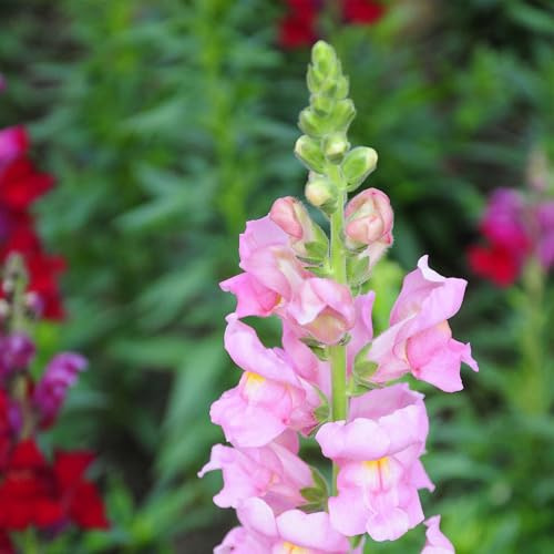 Rocket Series Snapdragon Pink ~50 Seeds—Antirrhinum majus—115-121 Days—30-36 Upright Spikes—AAS Winner—Mixed Colors – Cut Flower Favorite—Full Sun—Annual—Heirloom Quality