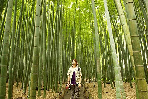 Moso-Bambus 30 halb - Phyllostachys pubescens - Selten