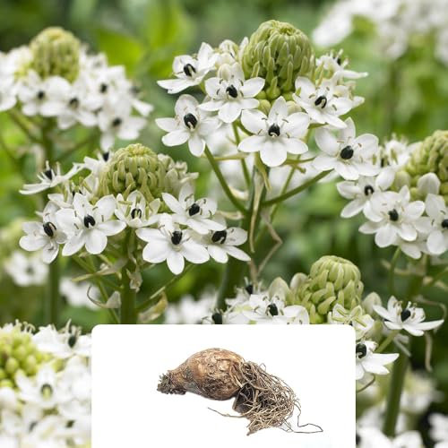 1 Ivory Coast Lily Bulb – Star-Shaped White Blooms in Clusters – Wonder Flower for a Beautiful Summer Garden – Perfectly Cultivated for UK Climate