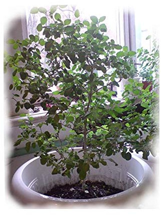 Samen Holy Basil - Tulsi - Sacred (Ocimum sanctum) Organisch gewachsen Herb