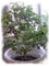 Samen Holy Basil - Tulsi - Sacred (Ocimum sanctum) Organisch gewachsen Herb
