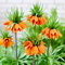 Kaiserkronen Fritillaria Imperialis Orange Blumenzwiebeln (5 Stück), Winterharte mehrjährige Zwiebeln, Pflanzen aus Holland für Garten und Topf (große Knollen, kein Samen und nicht künstlich)