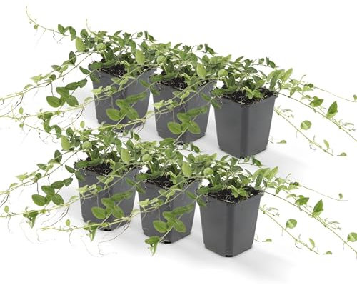 Bodendecker - Kleines Immergrün - Vinca minor 'Alba' - weißblühend - 9cm Topf - Set mit 6 Pflanzen