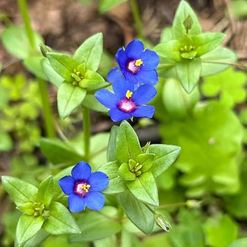 vogelmiere bio heilkräuter, blumenwiese kräutergarten gartenpflanzen heilkräuter, balkon wildkräuter bodendecker 85samen