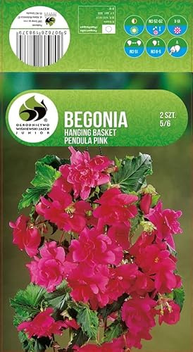AGRONOM | BEGONIEN - PINK | Mehrjährige Blumenzwiebeln | Rosa Blumen | Werden in Blumengärten, Töpfen angebaut, in blühenden Rasenflächen | 2 Blumenzwiebeln