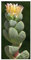 Crassula capitella - Sukkulente - 10 Samen