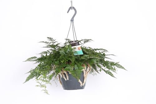 Humata Tyermannii Ampel 50 cm – Tarantel-Farn, Vogelspinnen-Farn, Spinnenfarn – Perfekt für Terrarien, Exotische Zimmerpflanze, Pflegeleicht, Luftreinigend & Dekorativ
