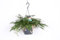 Humata Tyermannii Ampel 50 cm – Tarantel-Farn, Vogelspinnen-Farn, Spinnenfarn – Perfekt für Terrarien, Exotische Zimmerpflanze, Pflegeleicht, Luftreinigend & Dekorativ