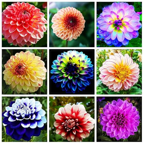 Dalias bulbos,Bulbos de flores exterior dalias,flores ornamentales que,flores Herbáceas Perennes,dalias planta natural,bulbos de dalias gigantes,multicolores,resistente al frío.-4bulbos-A