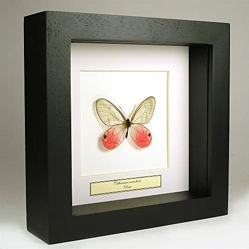 Cithaerias merolina – Papillon fantôme rougissant - Vrai Papillon de taxidermie monté sous Verre dans Un Cadre Fait Main en Bois Noir