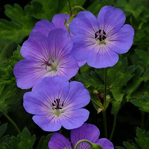 plugplants.net Hardy Geranium Azure Rush XXL Supersize Plug Plants Pack x3