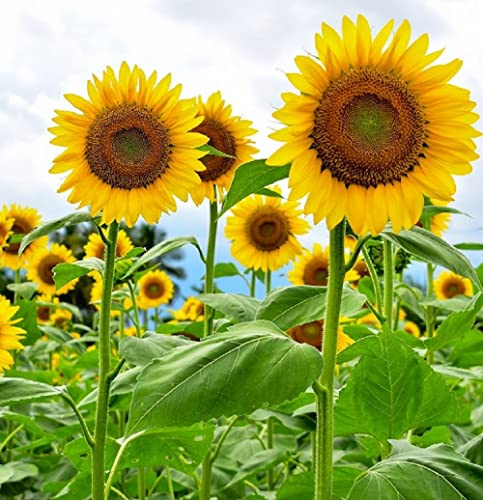 Mammoth Sunflower Seeds for Planting - Grow Giant Sun Flowers in Your Garden - Non GMO Heirloom Seeds - Full Planting Instructions for Easy Grow - Great Gardening Gifts (1 Packet)