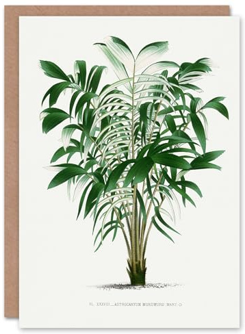 Artery8 Oswald de Kerchove Art Card Astrocaryum Murumuru Palm Tree