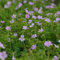 Pyrenäen-Storchschnabel, Geranium endressii, P 0,5
