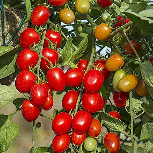 Tomato Seeds, High Yielding Plum Tomato Plants, Dwarf Variety Suitable for Containers, Greenhouse & Patios, 1 x Packet Tomato Romello Seeds by Thompson & Morgan