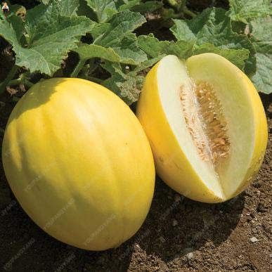 Semi di frutta di melone fresco di coppa per piantare bianco giallo, confezione da 20