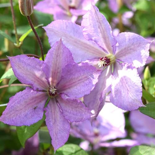 Carbeth Plants 1 x Clematis Margaret Hunt Climbing Plant in 9cm Pot - Pink Red Summer Flowering Garden Ready Shrub - Deciduous Outdoor Climber for Walls, Fences or Trellis