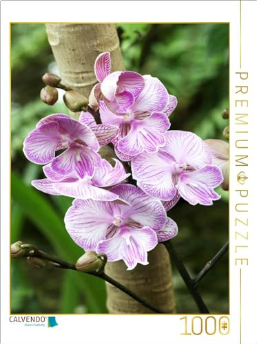 CALVENDO Puzzle Phalaenopsis | 1000 Teile Lege-Größe 64 x 48 cm Foto-Puzzle für glückliche Stunden