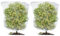 Gartennetz – Vogelnetz, Insektennetz für Gemüse, Obst, Bäume, feines Netz mit Kordelzug, Pflanzenabdeckung, Schutz für Blumensträucher und Gartenprodukte, 120 x 140 cm, 2 Stück
