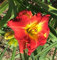 SEMI DI GERMINAZIONE: Taglilie Pflanze CHEROKEE syllabe Vivace DF Hensley-D. Rot arancione Gelb Blume:Seeds only