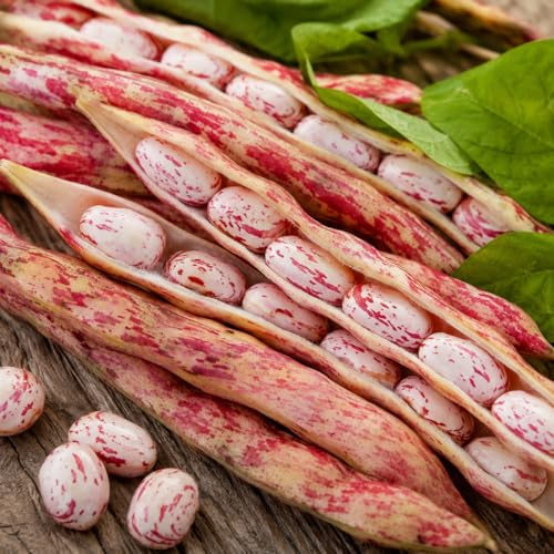 Fagiolo Nano Borlotto Lingua di Fuoco – 50 g Semi da Orto, Varietà Produttiva e Facile da Coltivare, Ideale per Giardino e Orto Domestico
