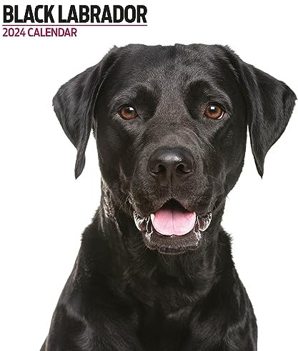Labrador Black Modern 2024 Kalender